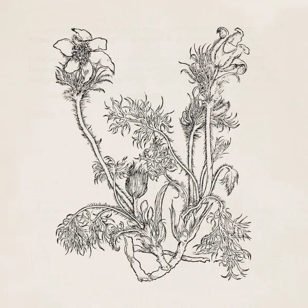 Cheval de Frise - Cheval de Frise
