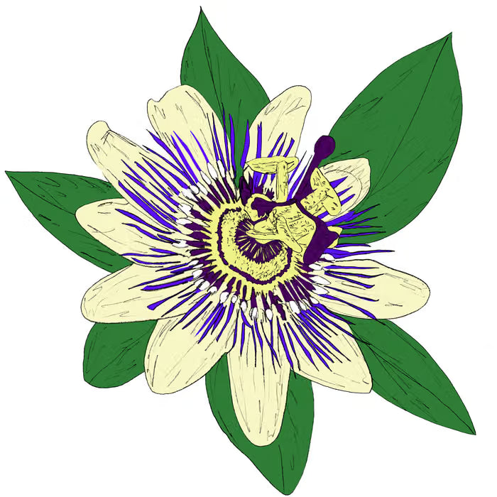 Music To Watch Seeds Grow By 010: KiF Productions (Passiflora)