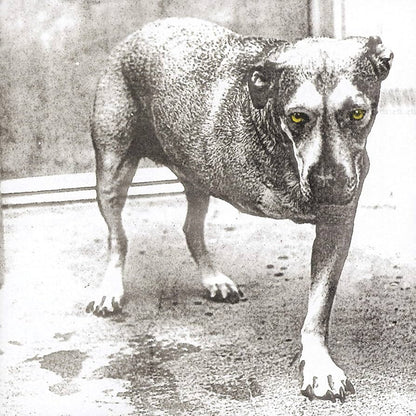 Alice In Chains - Alice In Chains | Yellow Fluo Vinyl