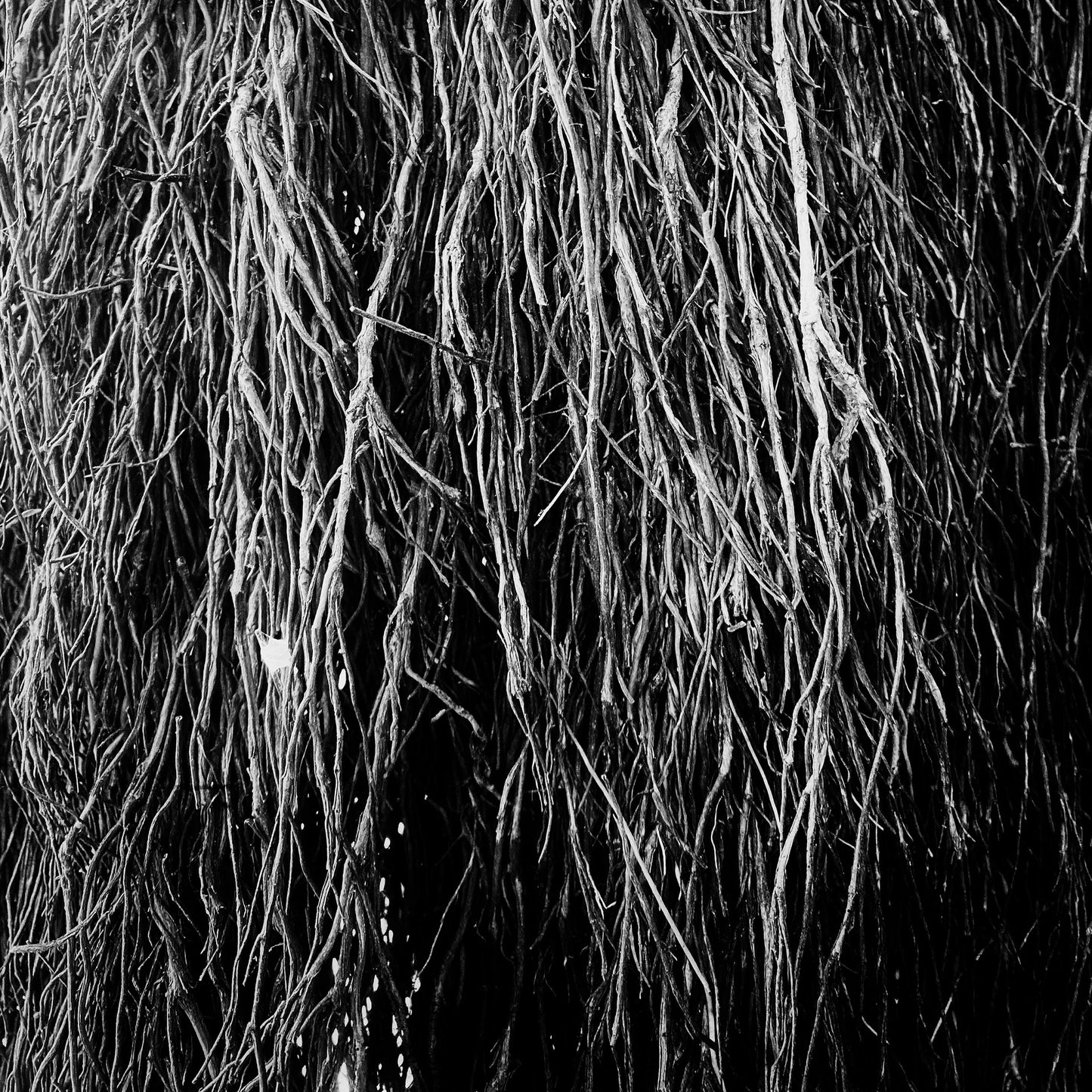 Merzbow & Iggor Cavalera & Eraldo Bernocchi - Nocturnal Rainforest